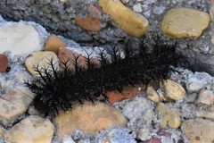 Hemileuca maia