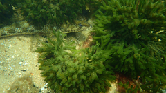 Platycephalus laevigatus