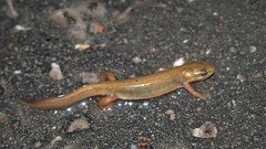 Lissotriton vulgaris