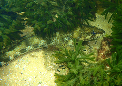 Platycephalus laevigatus