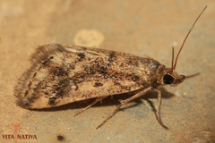Tegostoma comparalis