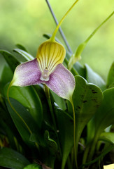 Masdevallia caudata
