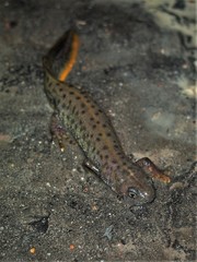 Triturus cristatus