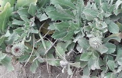 Grindelia aegialitis