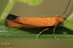 Reisserita chrysopterella