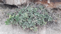 Grindelia aegialitis