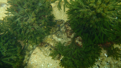 Platycephalus laevigatus