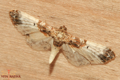 Eupithecia breviculata
