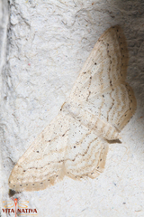 Idaea elongaria
