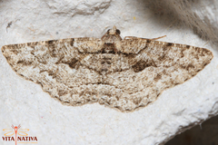 Peribatodes ilicaria
