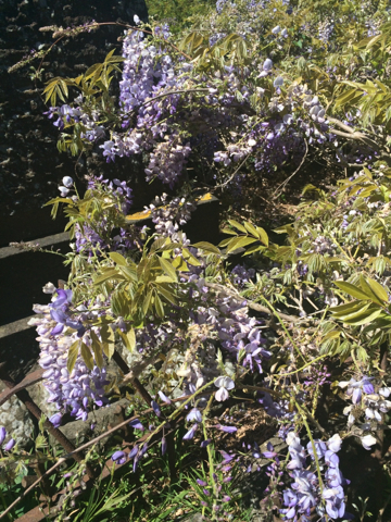 Chinese Wisteria (Invasive Exotic Plants of North Carolina)  iNaturalist