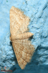 Idaea fractilineata