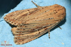 Nonagria typhae