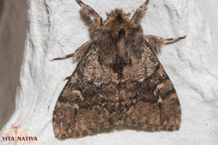 Ocneria atlantica