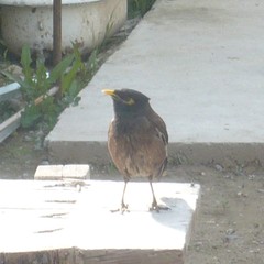 Acridotheres tristis