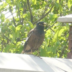 Acridotheres tristis