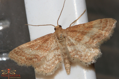 Idaea fractilineata