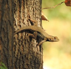 Sceloporus edbelli