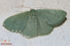 Phaiogramma faustinata