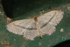 Idaea mediaria