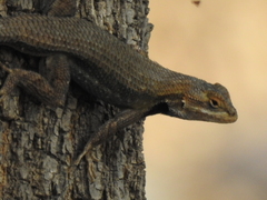 Sceloporus edbelli
