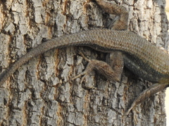 Sceloporus edbelli