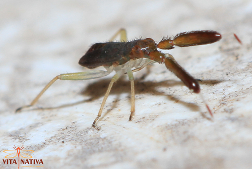 Common Flathorn Plant Bug