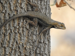 Sceloporus edbelli