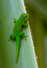 Phelsuma grandis
