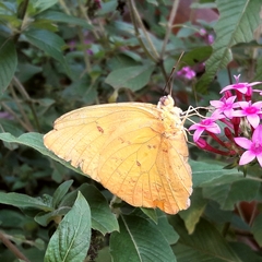 Phoebis philea philea