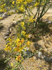 Erythrostemon mexicanus