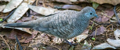 Geopelia striata