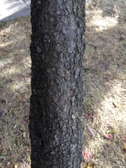 Cascabela thevetioides