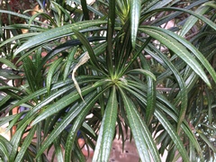 Cascabela thevetioides