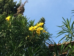 Cascabela thevetioides