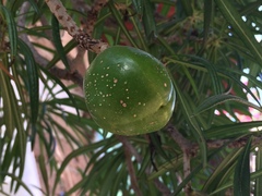 Cascabela thevetioides