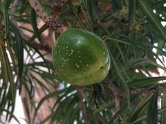 Cascabela thevetioides