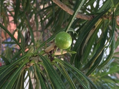 Cascabela thevetioides