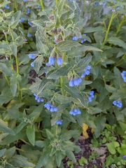 Symphytum caucasicum