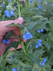 Symphytum caucasicum