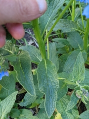 Symphytum caucasicum