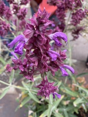 Salvia pachyphylla