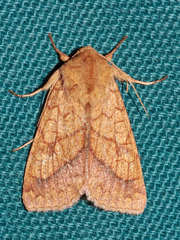 Pyrrhia cilisca