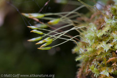 Tetraphis geniculata