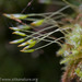 Tetraphis geniculata - Photo (c) M. Goff, algunos derechos reservados (CC BY-NC-SA), subido por M. Goff