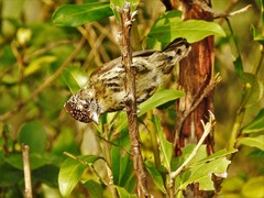 Picumnus nebulosus