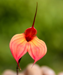 Masdevallia