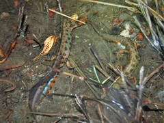Lissotriton vulgaris