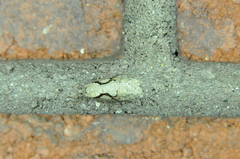 Semioscopis packardella