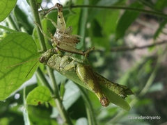 Orthoptera